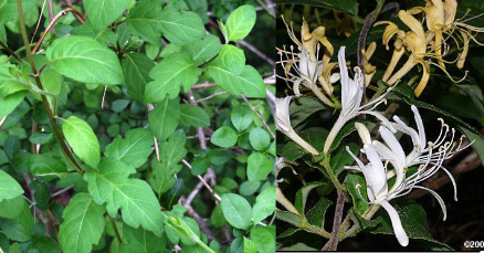 <p>Caprifoliaceae</p><p>Lonicera japonica</p>