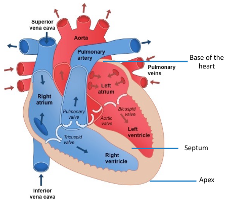 <p>the heart is subdivided by septa into left and right and a constriction subdivides each half of the organ into two cavities therefore the heart consists of 4 chambers</p>