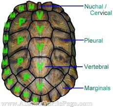 <p>Dorsal turtle shell</p>