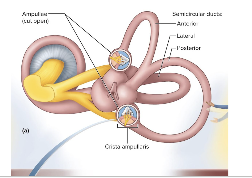 <ul><li><p>there are 3 of them</p></li><li><p>detect rotary movements </p></li><li><p>are held by the bony semicircular canals of the temporal bone </p></li><li><p>Each duct is filled with endolymph and opens up as a dilated sac (ampulla) next to the utricle</p></li><li><p>the 3 ducts are perpendicular to each other </p><ul><li><p> allows them to detect movement in 3d space</p></li></ul></li><li><p>Each ampulla contains crista ampullaris</p></li></ul><p></p>