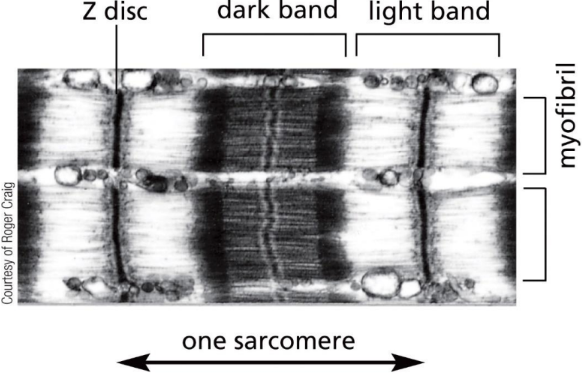 <p><span>Myofibrils (in striated skeletal muscle cytoplasm) consist of sarcomeres&nbsp;</span></p><ul><li><p class="Paragraph SCXW225744468 BCX0" style="text-align: left"><span>Actin &amp; myosin (motor protein) interact here&nbsp;</span></p></li></ul><ul><li><p class="Paragraph SCXW225744468 BCX0" style="text-align: left"><span>Light band – actin only&nbsp;</span></p></li></ul><ul><li><p class="Paragraph SCXW225744468 BCX0" style="text-align: left"><span>Dark band – actin and myosin&nbsp;</span></p></li></ul><p class="Paragraph SCXW225744468 BCX0" style="text-align: left"><span>&nbsp;</span></p>