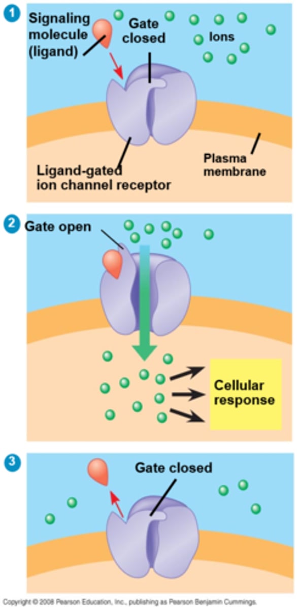 <p>When a ligand binds to the receptor, the gate allows specific ions, such as Na+ or Ca2+, through a channel in the receptor</p>
