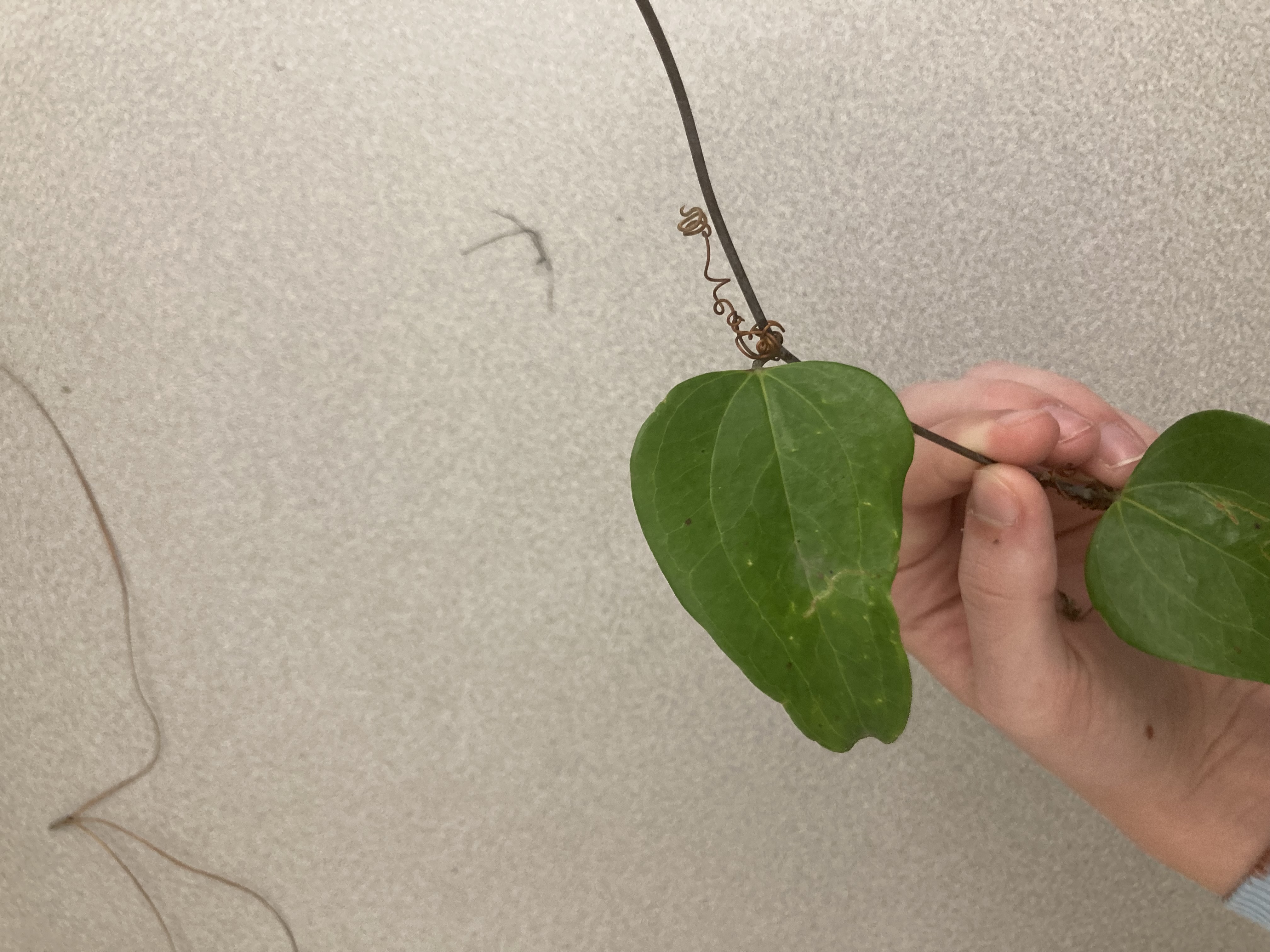 What is this plant?