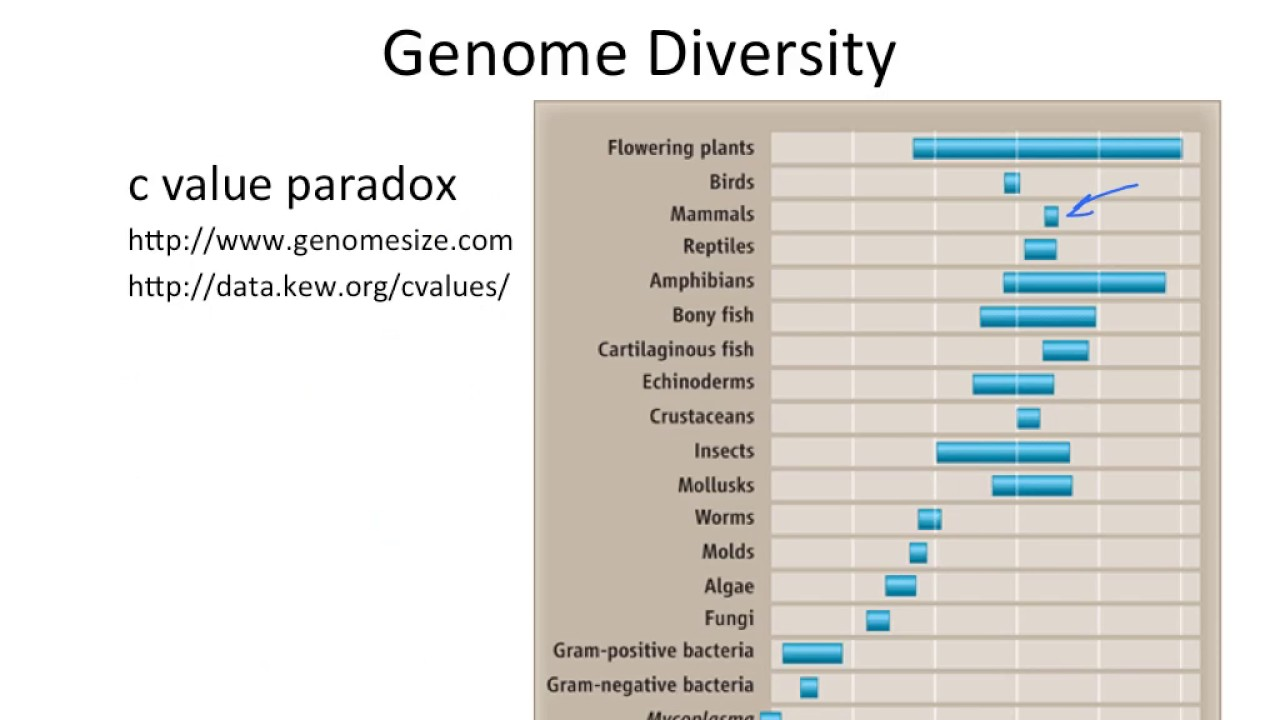 <p>-Genome size does not correlate with organism complexity.</p>