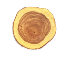 Light-colored, wood around the heartwood