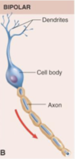 <p>Simple type of cells. Small areas for receiving synaptic input = highly specialised function. Reliable relay of info. Not found in many areas. Have cell body with one neurite coming off each side. Has 2 poles (axon + dendritic). Small dendritic tree = not much integration. </p>