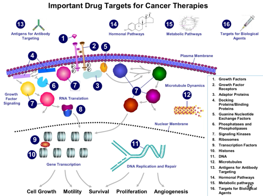 <p>The 12 key targets include:</p><p>1. Growth factor receptors (e.g., EGFR),</p><p>2. DNA replication machinery,</p><p>3. Microtubules,</p><p>4. Hormonal pathways (e.g., estrogen receptors),</p><p>5. Metabolic enzymes (e.g., glycolysis pathways),</p><p>6. Angiogenesis factors (e.g., VEGF),</p><p>7. Cell cycle regulators (e.g., CDK),</p><p>8. Apoptosis pathways (e.g., Bcl-2),</p><p>9. Signal transduction proteins (e.g., RAS),</p><p>10. DNA repair enzymes (e.g., PARP),</p><p>11. Immune checkpoints (e.g., PD-1),</p><p>12. Tumor-specific antigens (e.g., HER2).</p>