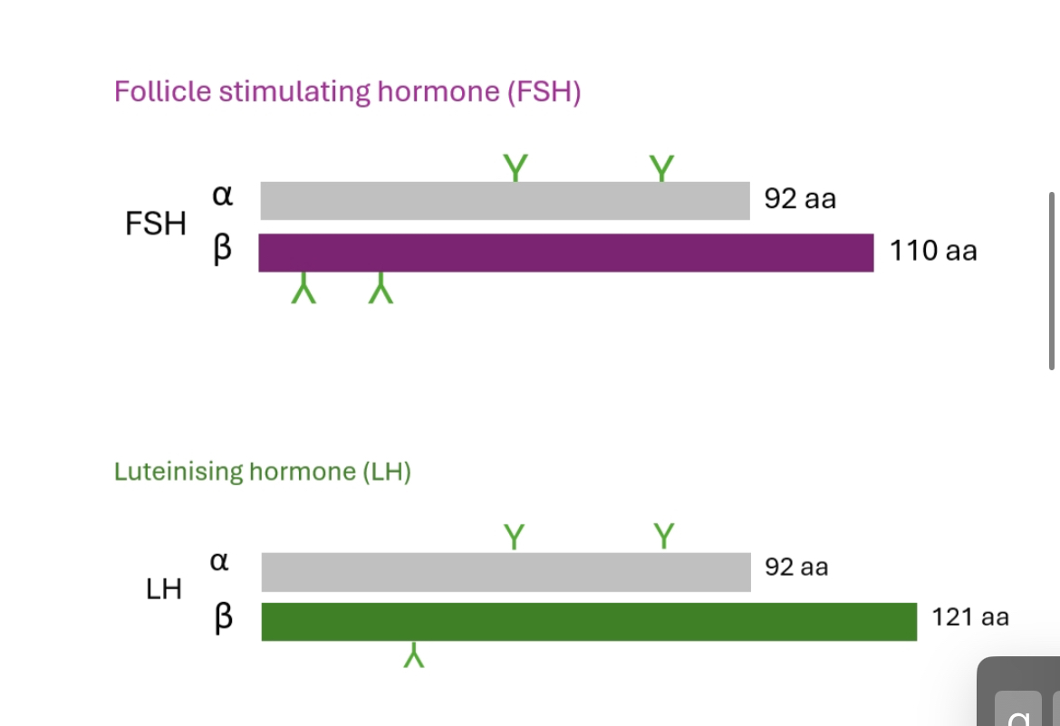 <p>Heterodimeric glycoproteins with shared α-subunit but different b subunits</p><p class="p1"></p><p class="p1">LH: steroidogenesis (ovulation/testosterone)</p><p class="p1">FSH: follicle growth/testicular Sertoli cell activation → gametogenesis.</p><p class="p1"></p><p class="p1">Pulse frequency dictates hormonal outcome:</p><p class="p1">Slow pulses → ↑ FSH</p><p class="p1">Rapid pulses → ↑ LH</p><p class="p1">Mechanism: Differential β-subunit gene transcription.</p>