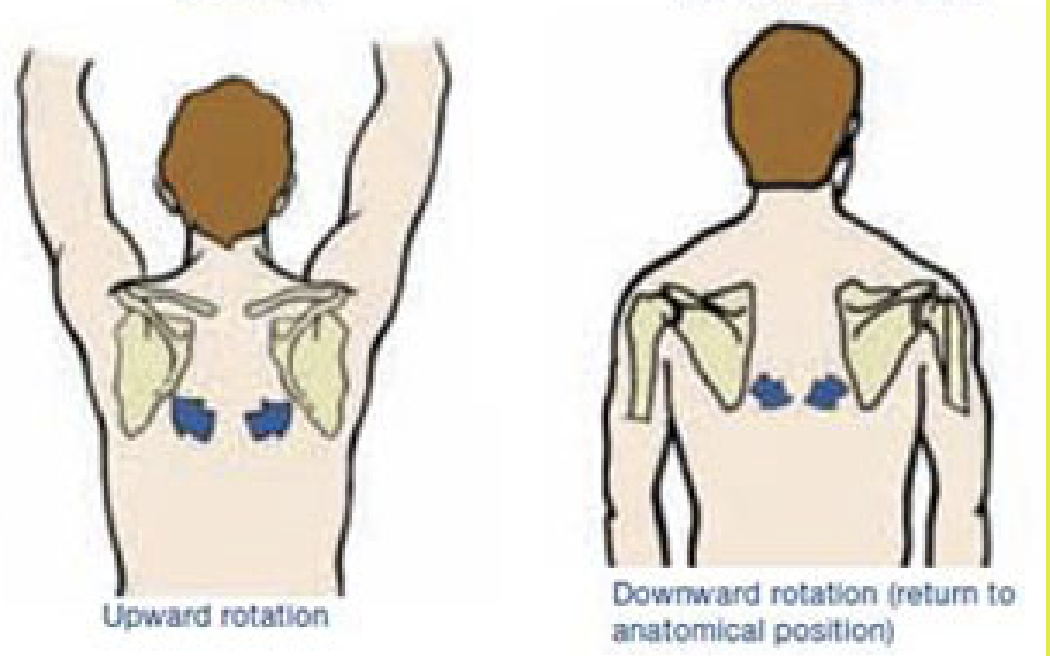 <p>Depression</p><p>Elevation</p><p>Protraction (abduction)</p><p>Retraction (adduction)</p><p>Upward rotation</p><p>Downward rotation</p>