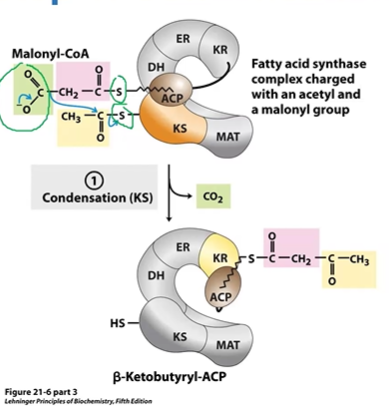 <p>MCoA CO2 attacks Carbonyl on KS &gt; BKB-ACP (4C) + CO2</p>