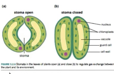 Opening to an air space located in the lower epidermis of a leaf. Each stoma consists of two highly specialised epidermal cells called guard cells.