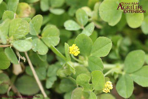 Burclover