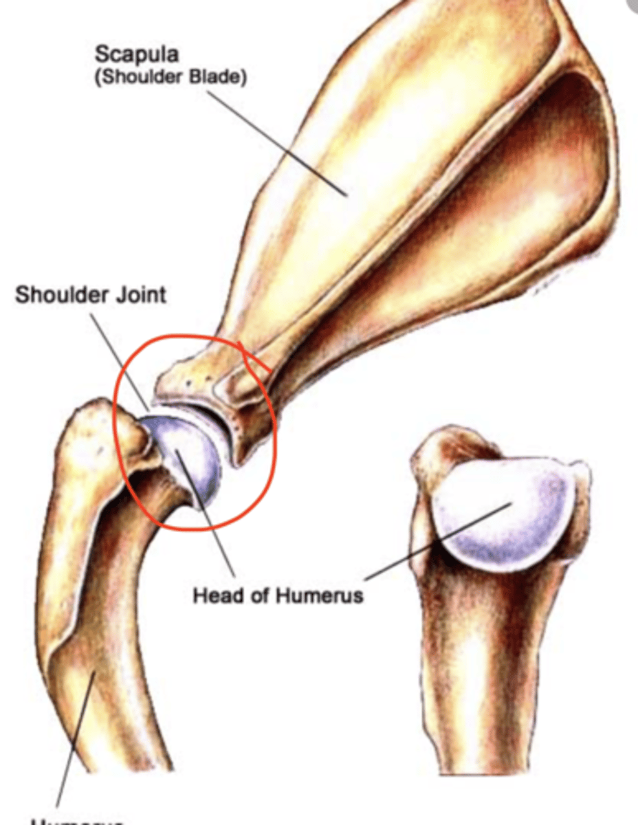 <p>shoulder joint</p>