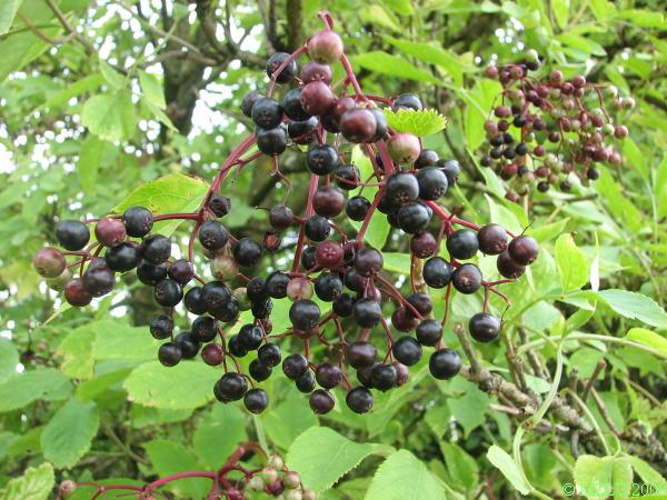 <p><span><em>Sambucus nigra</em></span></p>