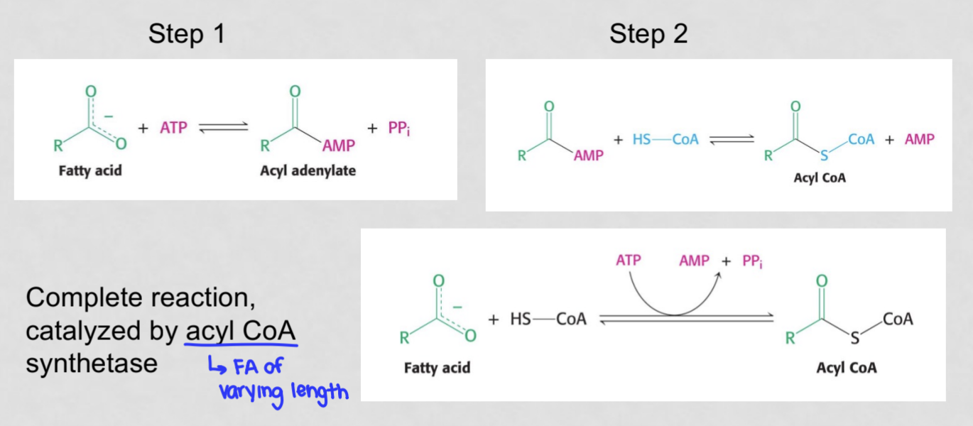 <p>the process of attaching a coenzyme A to a fatty acid to form acyl-coA</p><ol><li><p>ATP is used to attach an AMP molecule to the fatty acid, forming fatty acyl-AMP</p></li><li><p>the fatty acid is activated when the AMP is switched out for coenzyme A, forming an acyl coA using the equivalent of 2 ATPs</p></li></ol><p>is necessary for the FA to enter metabolic pathways like beta oxidation</p>