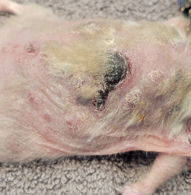 <p>A cutaneous what neoplasia is shown here?</p>