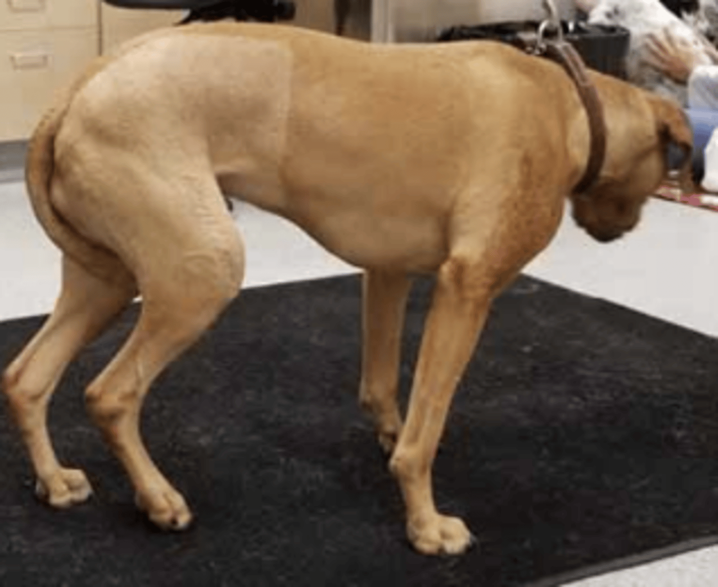 <p>What does this patient's stance tell you?</p>