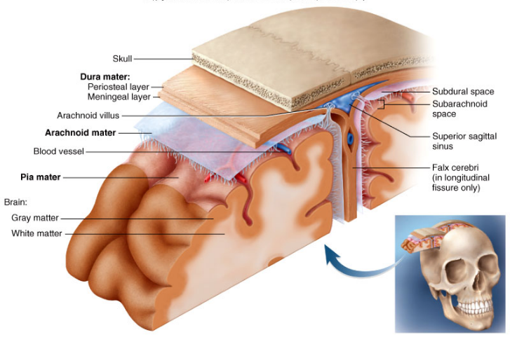 <p>get cerebral spinal fluid from subarchanoid space into the dural venous sinus</p>