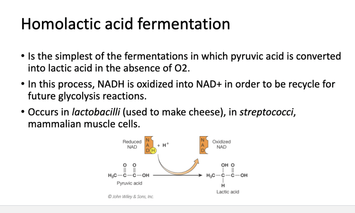 <p>Homolactic acid fermentation</p>