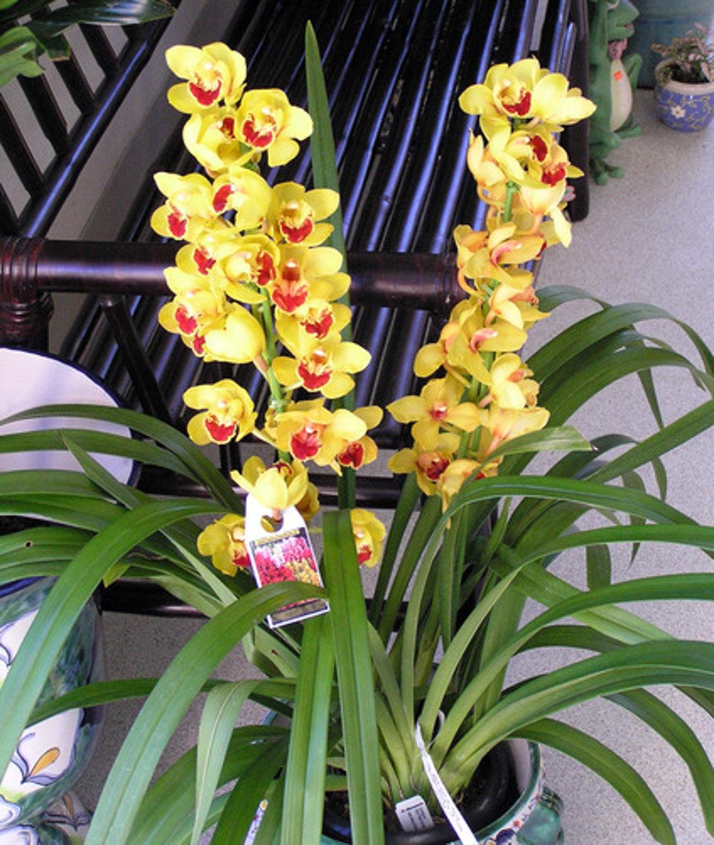 <p>la orquídea</p>