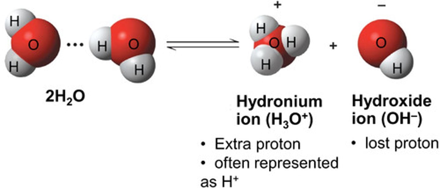 <p>H3O+ and OH-</p>