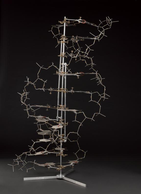 Watson and Crick's model of the double-helix shape of DNA