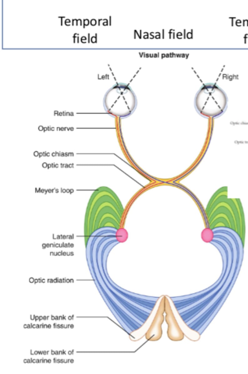 <p>Optic radiations</p>