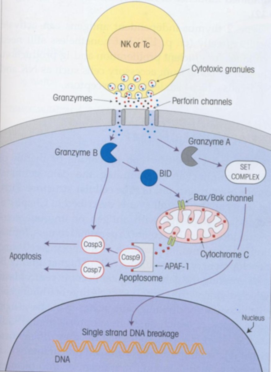 <p>T cells that directly kill cells which display foreign antigens. Cell-to-cell</p>