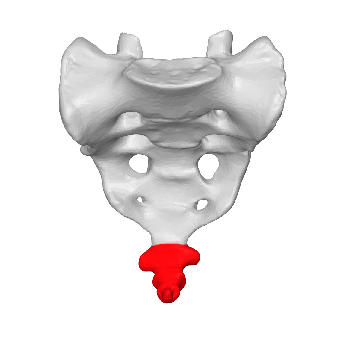 <p><span style="font-family: Arial, sans-serif">Name that vertebral segment </span></p>