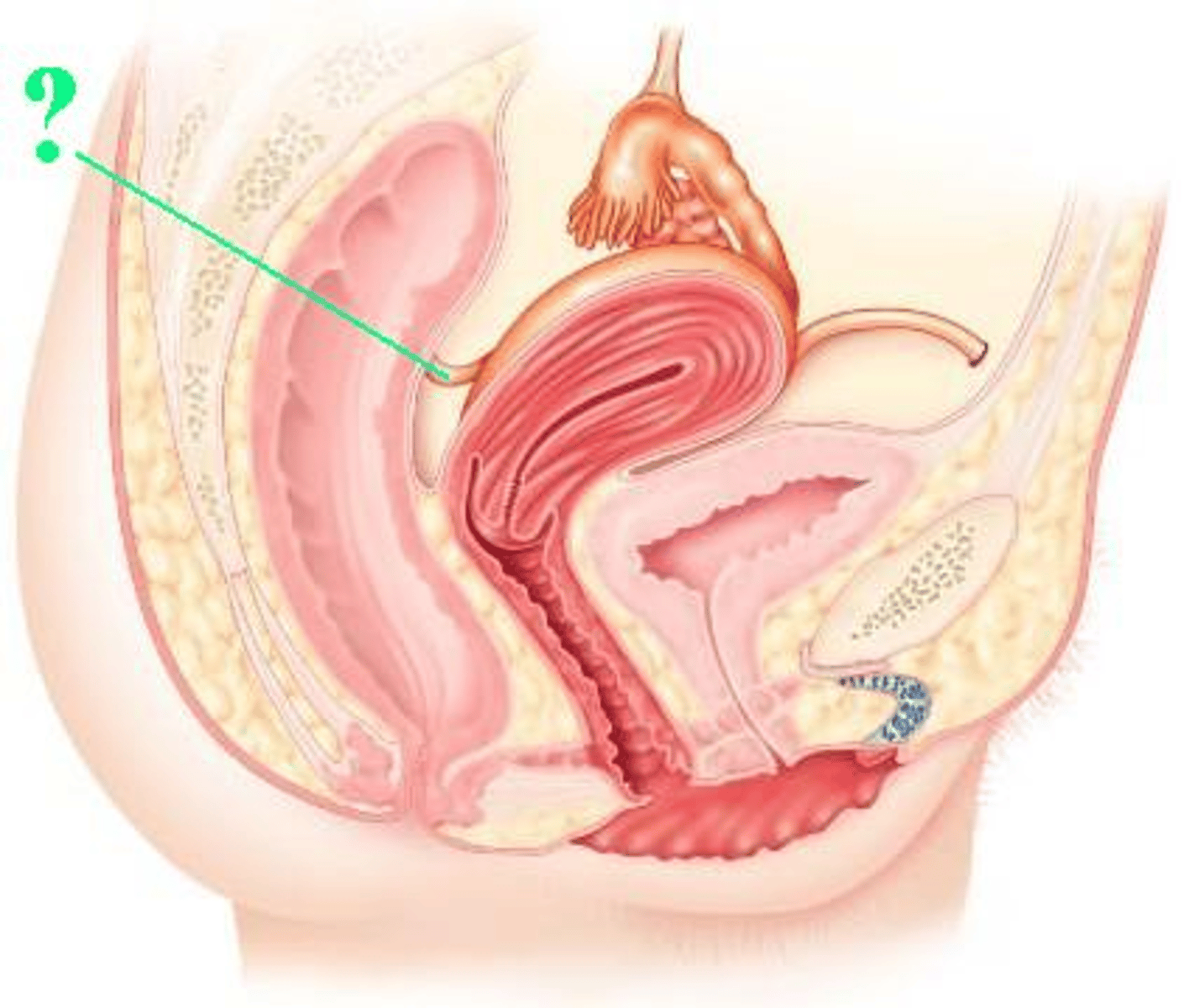 <p>Identify the indicated structure.</p>