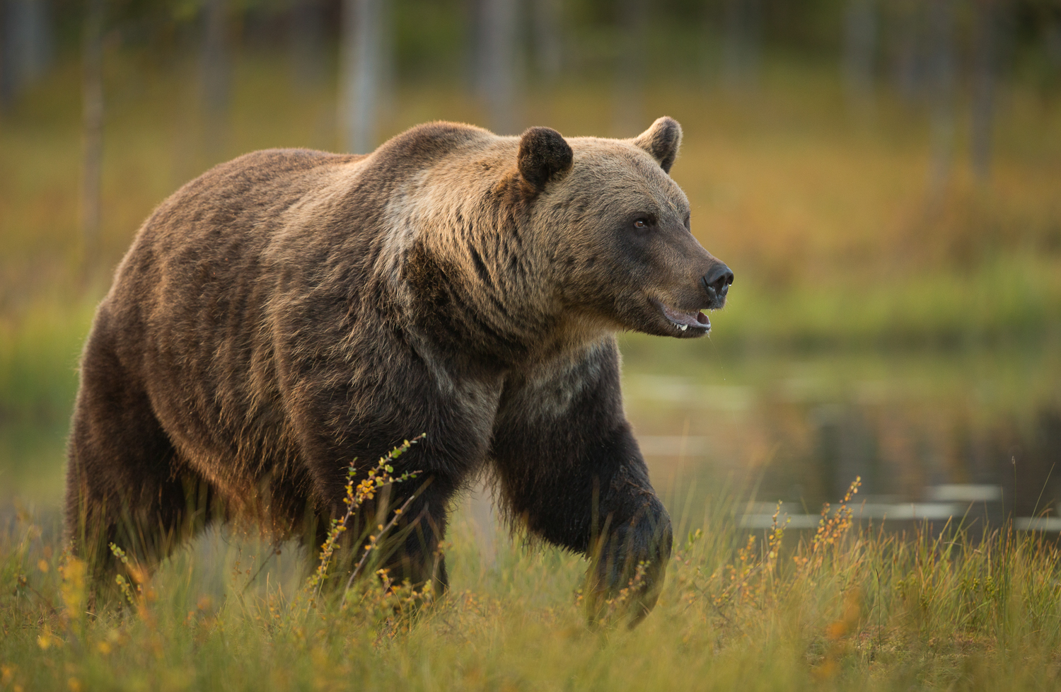 <p>Brown Bear</p>