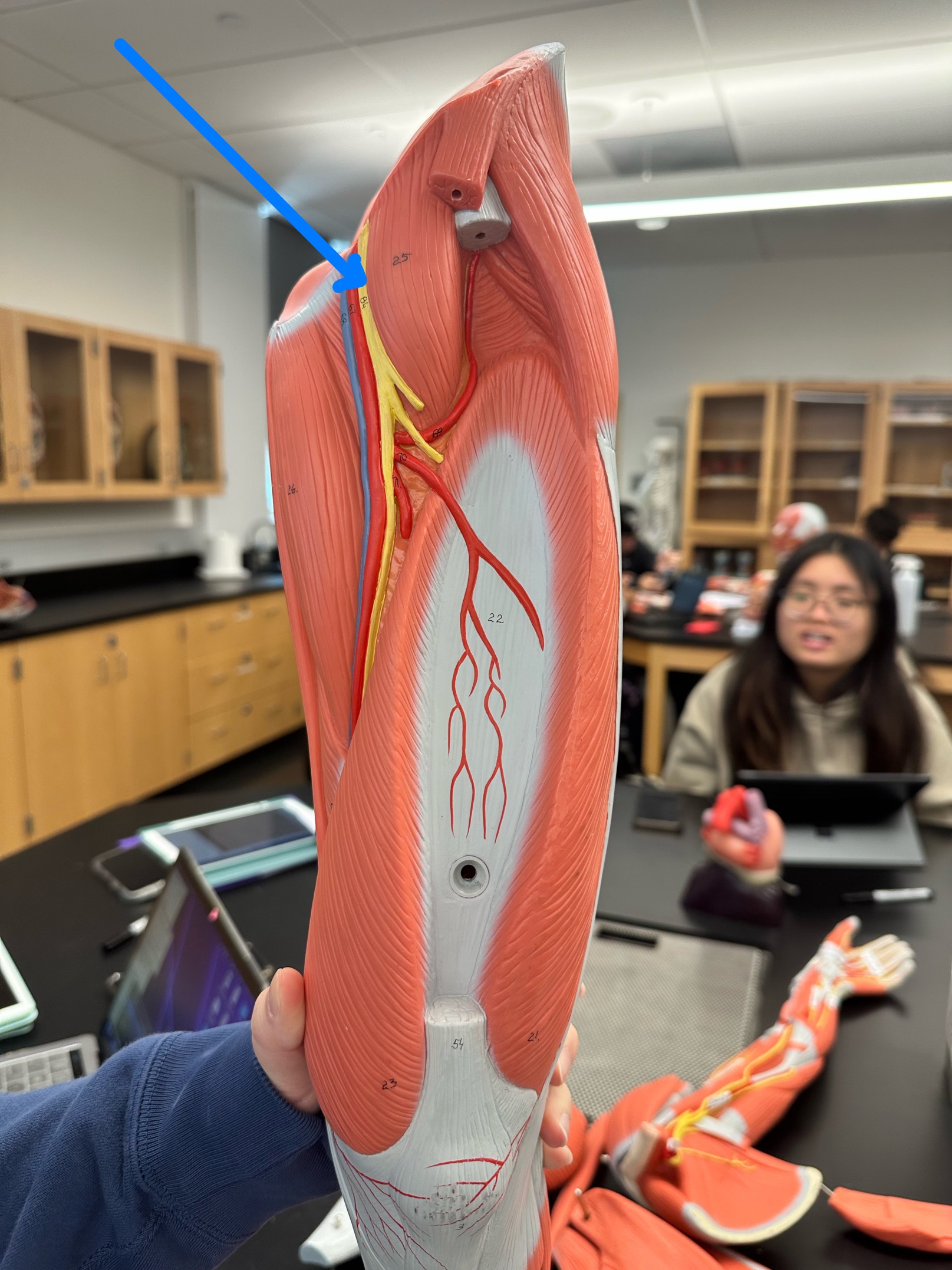 <p>ID nerve</p>