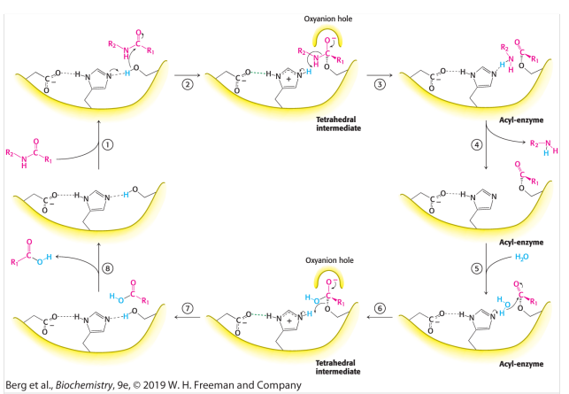 <p><strong>Step 1: Substrate Binding</strong><br>The Enzyme-Substrate complex is formed </p><p><strong>Step 2: Alkoxide formation</strong><br>The His-Asp-Ser triad engage in hydrogen bonds making the -OH group from serine into a -O<sup>-</sup> group. This alkoxide ion acts as a nucleophile.</p><p><strong>Step 3: Nucleophillic attack on the carbonyl carbon</strong></p><p>The serine alkoxide attack the carbonyl peptide creating a unstable tetra hedral intermediat, This intermediate is stabalized by the <strong>Oxy-Anion Hole.</strong></p><p><strong>Step 4: Tetrahedral collapse</strong></p><p>This Tetrahedral collapses forming an acyl on the serine and a amine component on the histidine.  The Amine component leaves marking the End of the first part (<strong>Enzyme Acylation)</strong>.</p><p><strong>Step 5: Water Binding and Nucleophillic attack</strong></p><p>Water binds to His and the resulting OH attacks the acyl-enzyme carbon. Forming a carboxylic acid tetrahedral stabalized by an <strong>Oxy-Anion Hole</strong></p><p><strong>Step 6: Tetrahedral collapse and De-Acylation</strong></p><p>This carboxylic acid tetrahedral collapses and leaves<br><br></p><p></p><p></p>