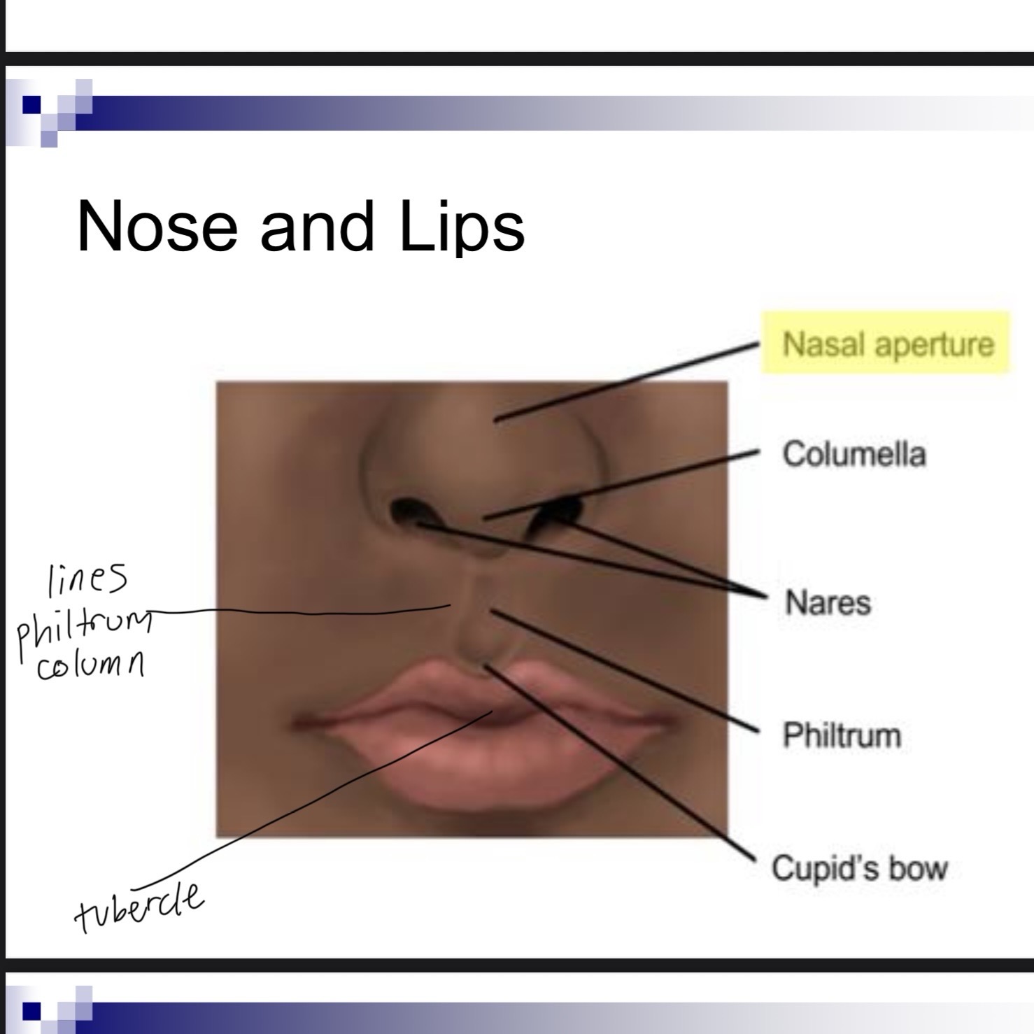 knowt flashcard image