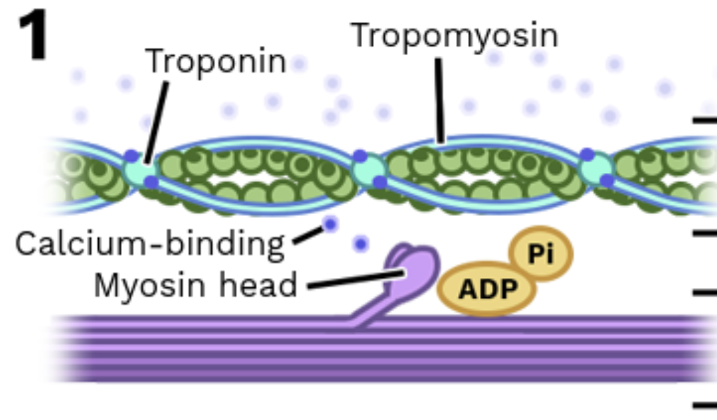 <p>Stage 1: Myosin gets ready (cocked position)</p>