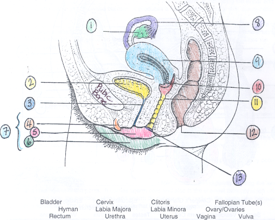 <p>rectum</p>