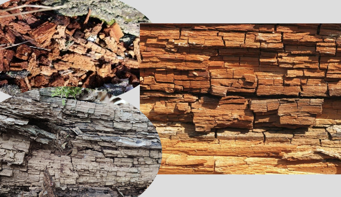 <p>Brown and crumbly. Cubical checking. Strength loss is rapid, long before mushrooms are visible. Lignin is left behind (low preference to lignin degradation.</p>