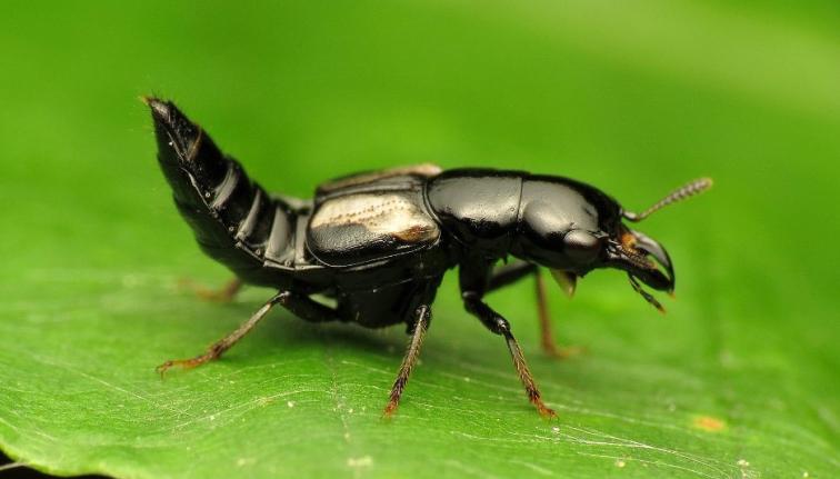 <p>Coleoptera</p><p>rove beetles</p>