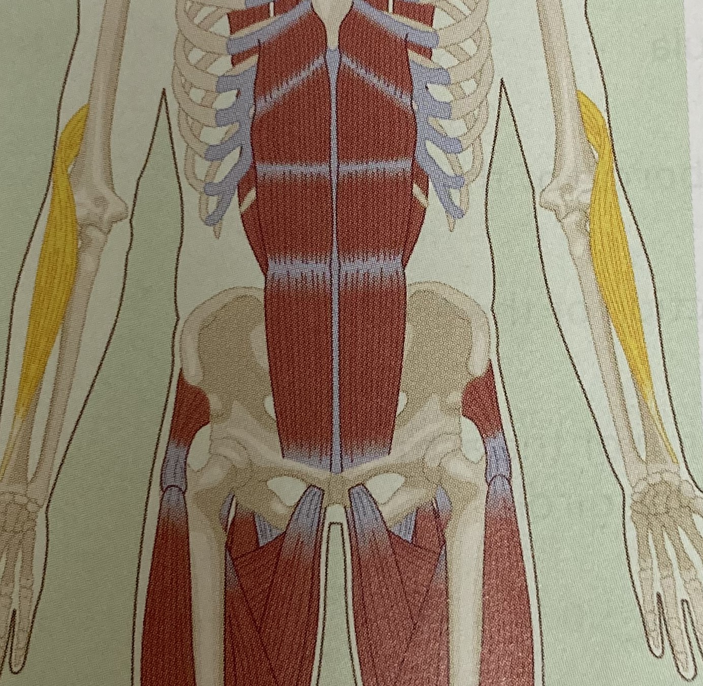 <ul><li><p>category: arm musculature</p></li><li><p>origin: humerus</p></li><li><p>insertion: radius</p></li><li><p>isolated function: concentric elbow flexion</p></li><li><p>integrated function: eccentric elbow extension</p></li><li><p>stabilizes the elbow</p></li></ul><p></p>