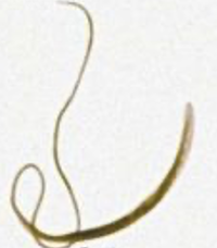 <p>Male or female</p>