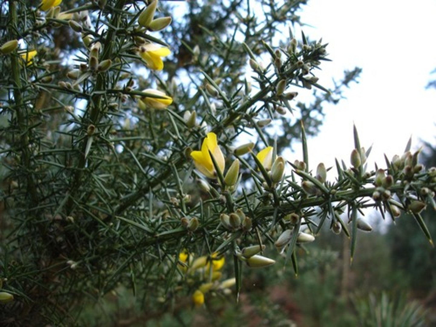 <p>modified leaf</p><p>ex. ulex europaeus</p>