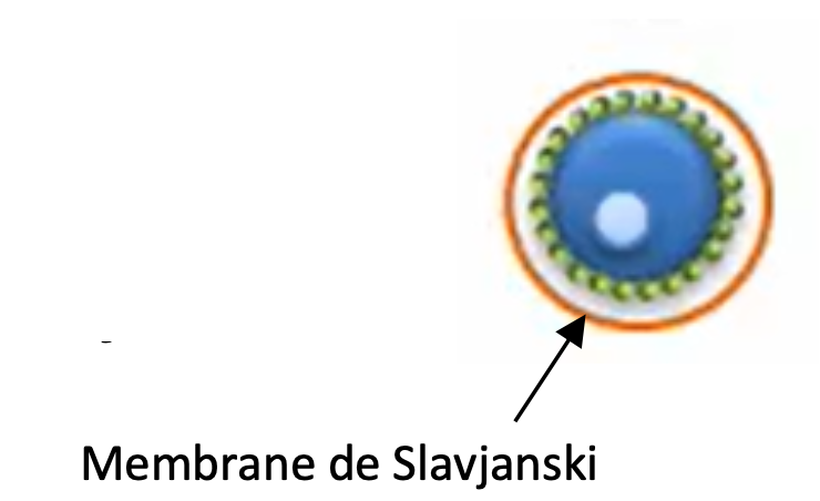 <p>Le follicule primaire (<strong>≈40 - 60 μm</strong>) est <strong>toujours entouré d’une seule couche de cellules folliculeuses cubiques</strong> (aplati). Apparition de la membrane de Slavjanski autour du follicule.</p>
