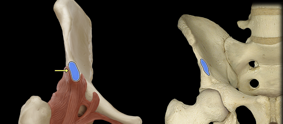 <p>Anterior inferior iliac spine</p>