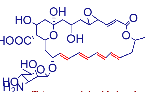 <p>has four double bonds and one non conjugated double bond;</p>