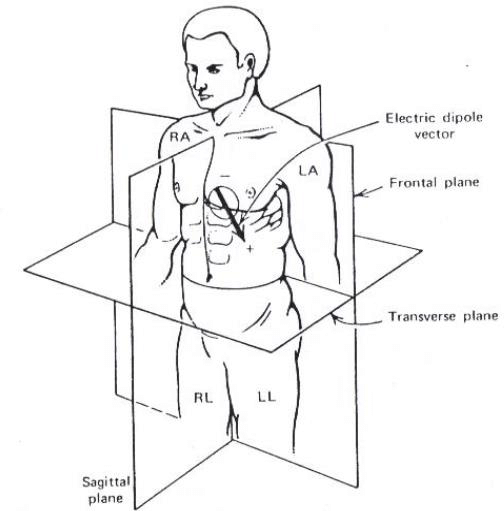 <p>Horizontal plane (picture ng puso mula sa taas)</p>