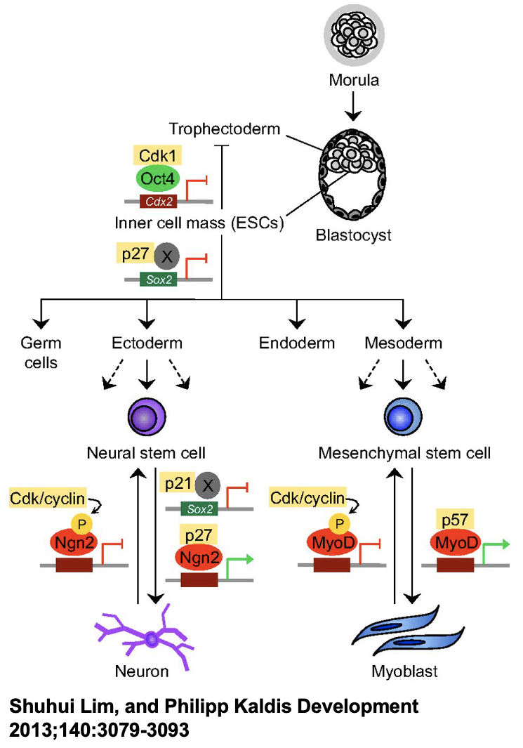<p>stem cell function</p>