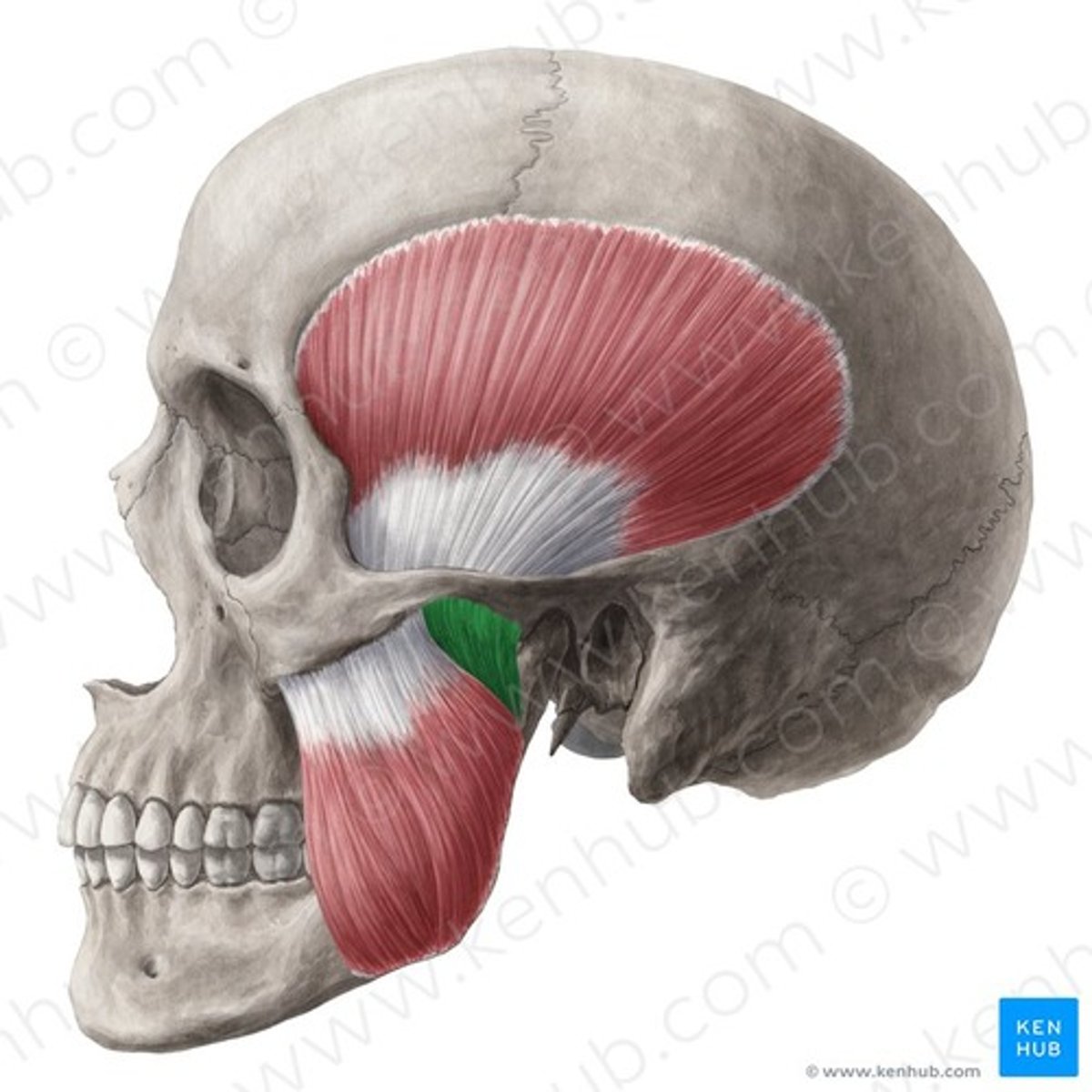 <p>ursprung </p><ul><li><p>arcus zygomaticus bakre 1/3</p></li></ul><p>fäste </p><ul><li><p><span>ramus mandibulae och inferiora</span><br><span>ytan på processus coronoideus</span></p></li></ul><p>funktion </p><ul><li><p>höjer uk</p></li></ul><p></p>