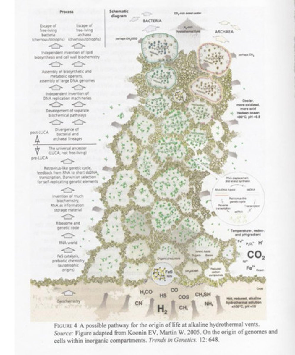 <p>· They are full of mineral cells lined with metal catalysts</p><p>- They are also rich in reducible gases</p><p>- They are not overly hot, just warm since they are located far away from volcanic activity</p>