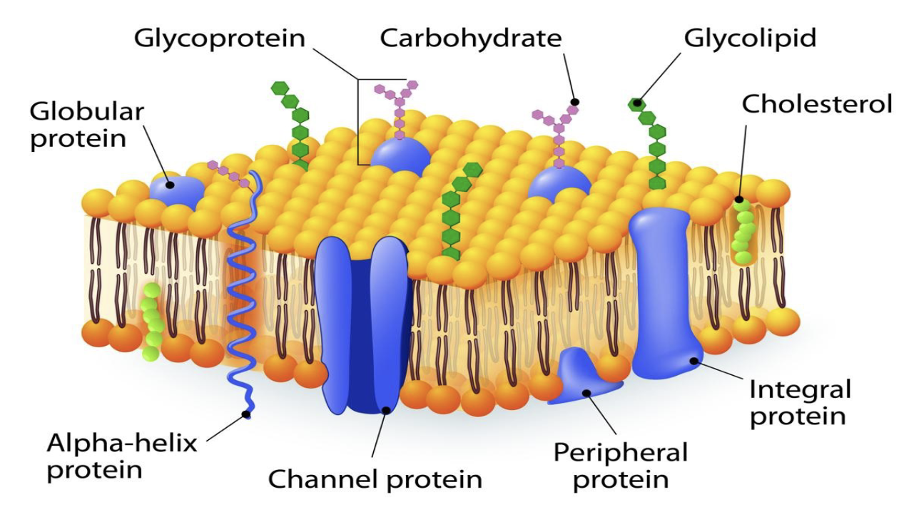 <ul><li><p>propsed by Singer and Nicholson in 1972</p></li><li><p><span>to describe the structure of the cell fluid-like, two-dimensional structure composed of a mosaic of phospholipids with embedded or attached proteins and carbohydrates, which can move laterally within the membrane</span></p></li></ul><p></p>
