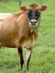 <p>type: aerobic gram-negative cocci bacilli </p><p>zoonotic - common in cattle, caused death vaccinations are needed </p><ul><li><p>pasteurization </p></li><li><p>protein( BTpL) inhibits the maturation of dendritic cells  compromising active immunity</p></li><li><p>also inhibits prime inflammatory response relations to prevent cytokines from being released </p><ul><li><p>if untreated a cycles of going away and coming back ( chronic) </p></li></ul></li></ul><p></p>